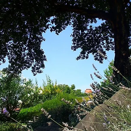 阿尔其雷住宿加早餐旅馆 住宿加早餐酒店